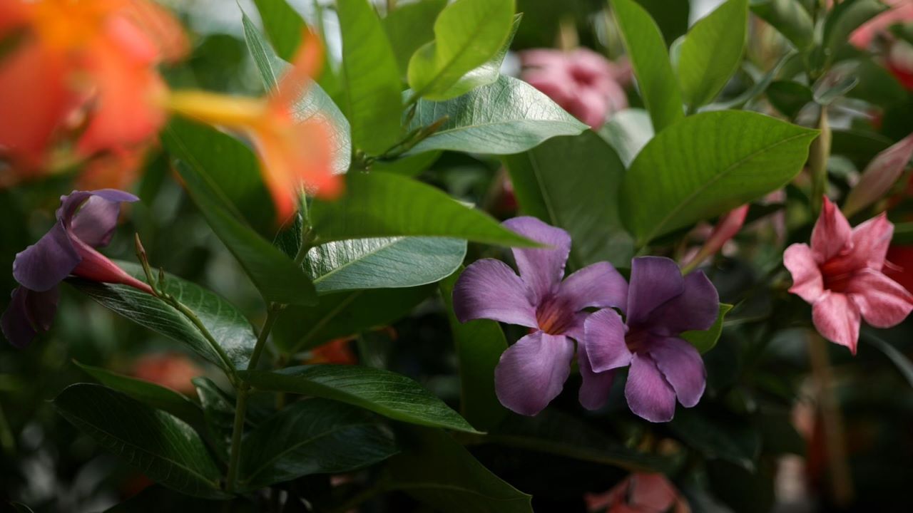 Get It Growing: Check out new colors of mandevilla 